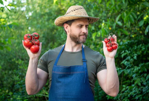 Gärtner Strohhut Mit Tomatenstrauß — Stockfoto