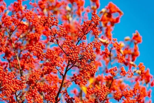 Sazonal Red Fall Rowan Branch Foco Seletivo Queda Vermelha Rowan — Fotografia de Stock