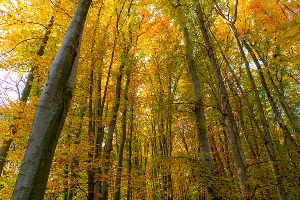 Natureza Floresta Outono Natureza Florestal Temporada Outono Natureza Sazonal Floresta — Fotografia de Stock