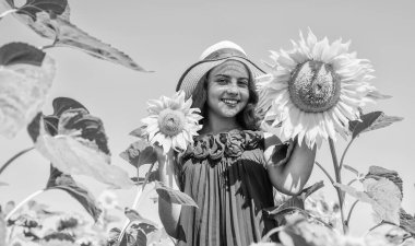 Küçük kız kırsal tarzda ayçiçeklerinin arkasına saklanıyor, iyi hasat..