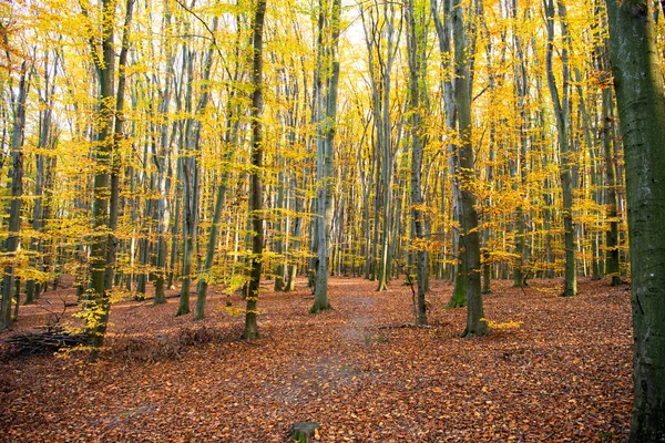 seasonal trees with yellow leaves in fall season, autumn.