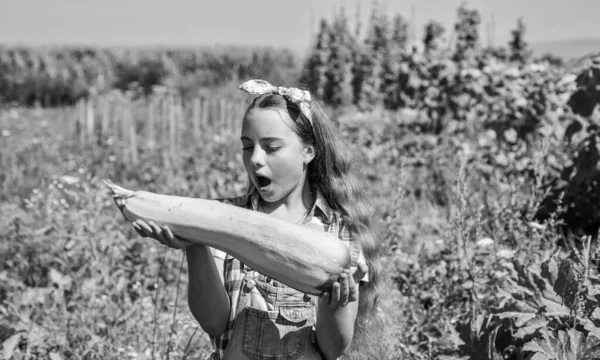 Gadis Kecil Berkebun Panen Sumsum Sayuran Besar Konsep Pupuk — Stok Foto