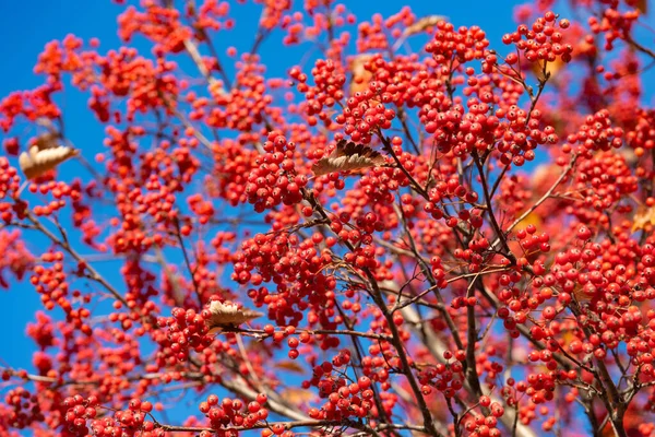 レッドベリーの自然を背景にしたローワンの木 — ストック写真