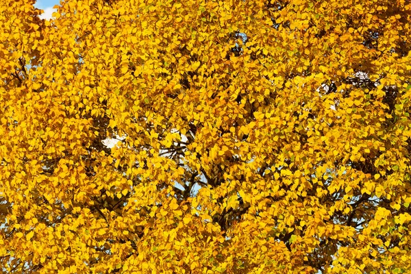 Amarillo Otoño Hojas Fondo Hojas Amarillas Otoño Temporada Otoño Con — Foto de Stock