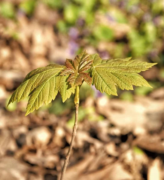 Výhonky Javoru Zelenými Listy Rostou Lesní Půdě Slunečné Přírodní Pozadí — Stock fotografie