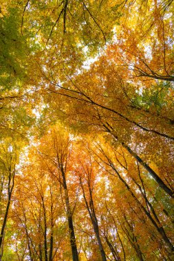 Sonbahar ormanlarının düşük görünümü. Sonbahar mevsiminde orman doğası. Sonbahar ormanlarında mevsimlik doğa.