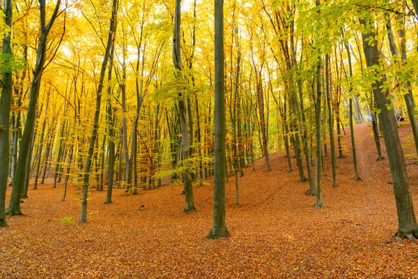Красива Природа Осіннього Лісу Лісова Природа Осінній Сезон Сезонна Природа — стокове фото