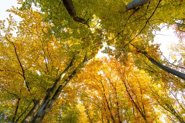 Widok Góry Jesiennych Liści Drzewo Zbliżenie Słoneczną Pogodę Jesień — Zdjęcie stockowe