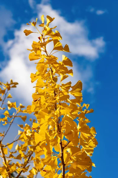 Sarı Ginkgo Sonbahar Yaprakları Dalda Sarı Sonbahar Yaprakları Sonbahar Mevsimi — Stok fotoğraf