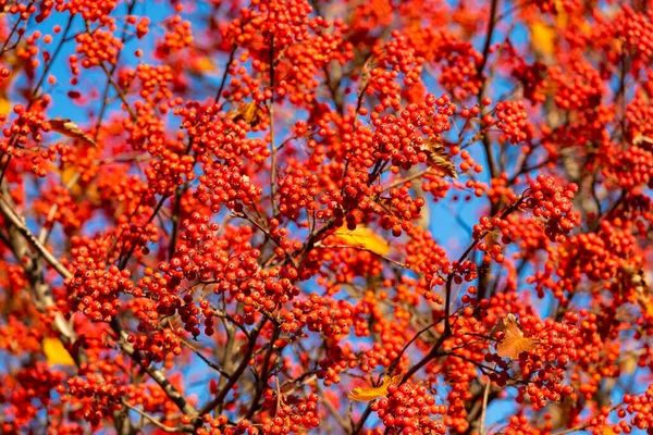 Caem Vermelho Ramo Rowanberry Rowanberry Vermelho Queda Época Outono Com — Fotografia de Stock