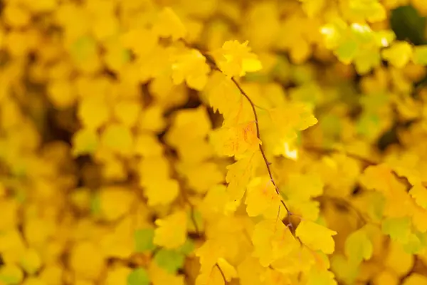 Yellow Fall Leaves Branch Macro Yellow Fall Leaves Fall Season — Stock Photo, Image