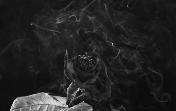 玫瑰和火 燃烧着烟熏黑背景的花朵 红花的头着火了 发光的余晖 — 图库照片