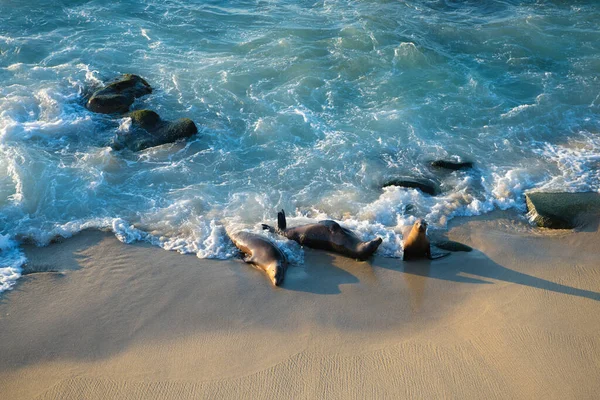 Focas Silvestres Mamíferos Marinos Que Descansan Orilla Del Mar — Foto de Stock