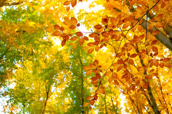 Yellow Autumn Leaves Copy Space Selective Focus Yellow Autumn Leaves — Stock Photo, Image