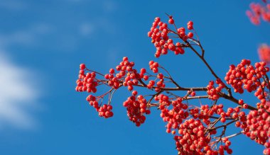 Güneşli arka planda böğürtlenli Rowan şubesi.