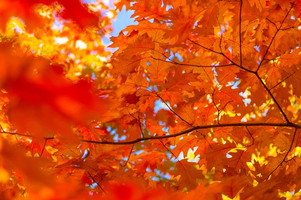 Narancs Színű Tölgy Őszi Levelek Ágon Tölgyfa Őszi Leveleinek Szelektív — Stock Fotó
