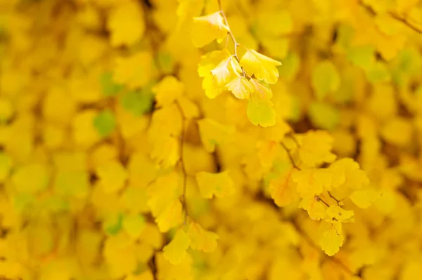 Hojas Amarillas Otoño Rama Del Árbol Enfoque Selectivo Hojas Amarillas — Foto de Stock