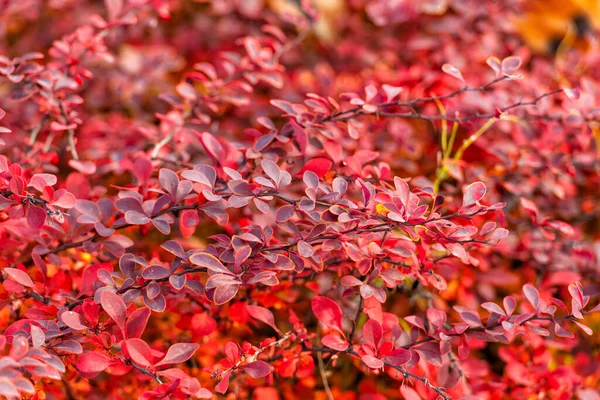 秋に赤い葉を持つ大麦の植物の茂み — ストック写真