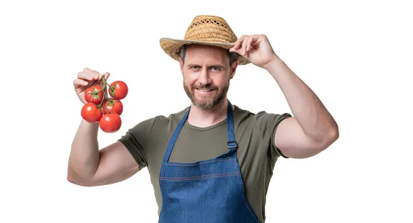 바탕에 토마토 다발을 앞치마와 모자를 — 스톡 사진