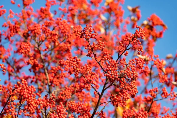 Couleur Rouge Chute Branche Rowan Foyer Sélectif Rouge Automne Rowan — Photo