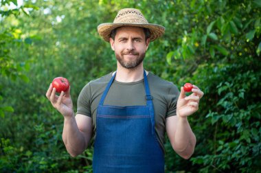 Hasır şapkalı, domates sebzeli tarım işçisi..