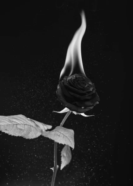 鲜红的玫瑰绽放着炽热的火焰和闪耀的黑色背景 燃烧着 — 图库照片