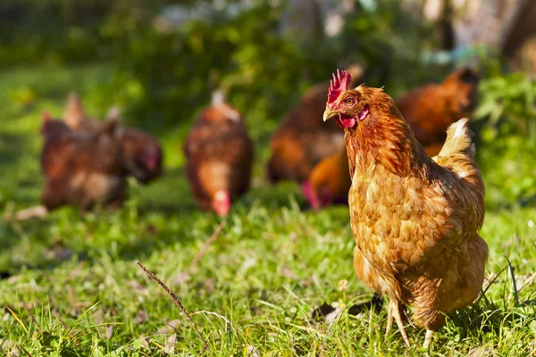 Flock of chickens — Stock Photo, Image