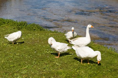 nehir kenarında kaz