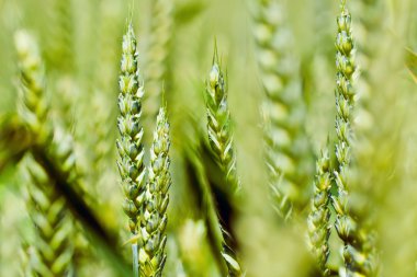 Bahar yeşil kulaklar