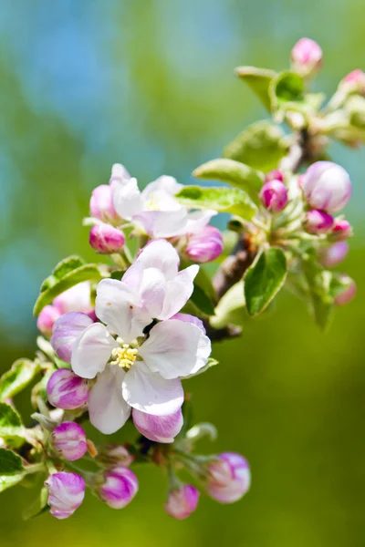 Blommande äppelträd — Stockfoto
