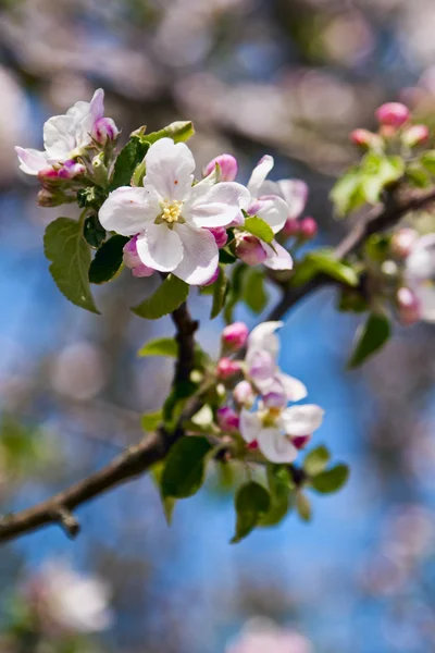 Blommande äppelträd — Stockfoto