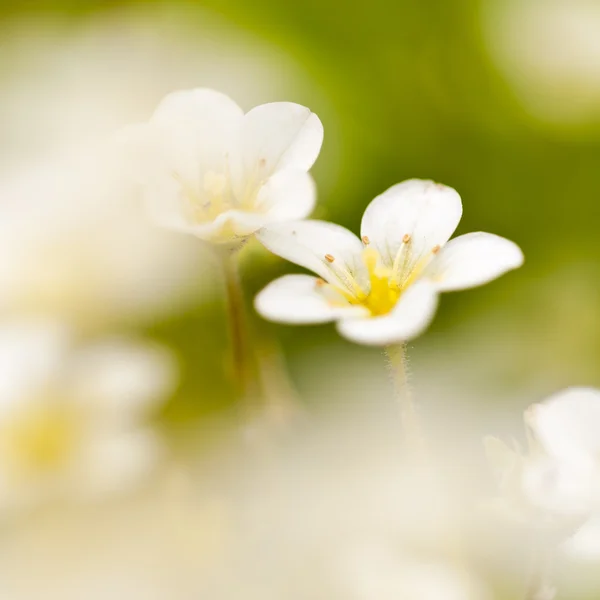 Weiße Blüten Stockbild