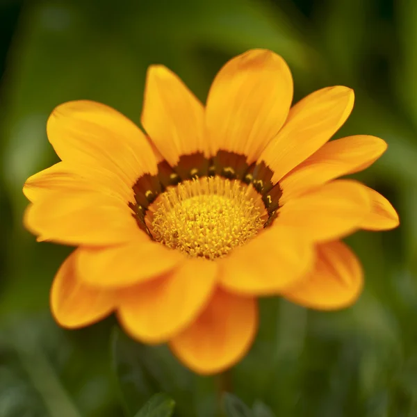 Sarı çiçek — Stok fotoğraf