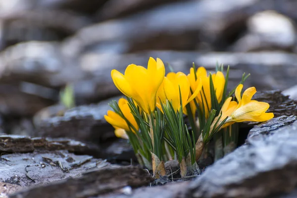 Gelbe Blüten Stockfoto