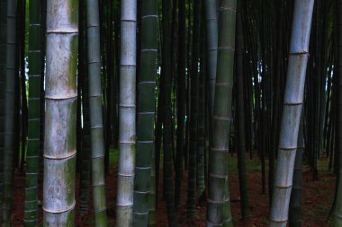 Bambu koruluğu. Bambu ormanları. Arka plan malzemesi bambu ormanı ve bambu sütun