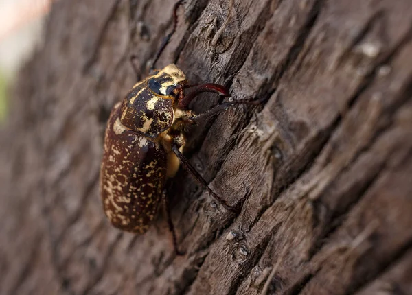 Cockchafer May Bug Melolontha Melolontha Bela Grande Besouro Casca Uma — Fotografia de Stock