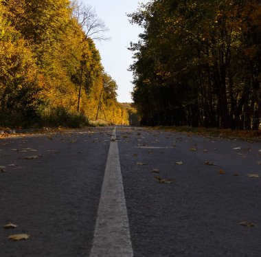 Sonbahar ormanında asfalt yol. Uzağa giden patika. Mümkün. Sonbahar manzarası.