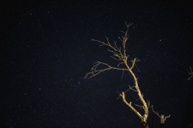 Gece gökyüzünde yıldızlı arka planda ağaç dalları. Gece yıldızlı gökyüzü. Uzun pozlama fotoğrafı.