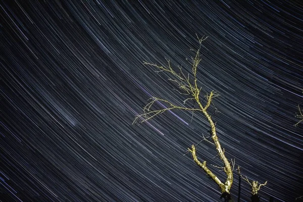 Baumzweige Vor Einem Hintergrund Des Nachthimmels Mit Sternenschwänzen Nachthimmel Langzeitbelichtungsfoto Stockbild