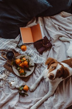 Beyaz kahverengi köpek mandalinalarla yatakta oturuyor. Kış tatili Brittany cinsi. Sıcak kış titreşimleri. Noel zamanı şenlikli bir kış. Turuncu mavi renkler. Brittany spanyel köpeği. Yavru köpek. Yeni Yıl