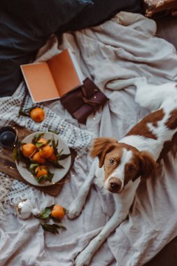 Beyaz kahverengi köpek mandalinalarla yatakta oturuyor. Kış tatili Brittany cinsi. Sıcak kış titreşimleri. Noel zamanı şenlikli bir kış. Turuncu mavi renkler. Brittany spanyel köpeği. Yavru köpek. Yeni Yıl