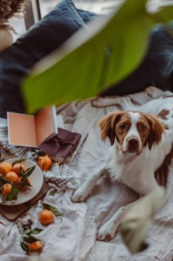 Beyaz kahverengi köpek mandalinalarla yatakta oturuyor. Kış tatili Brittany cinsi. Sıcak kış titreşimleri. Noel zamanı şenlikli bir kış. Turuncu mavi renkler. Brittany spanyel köpeği. Yavru köpek. Yeni Yıl