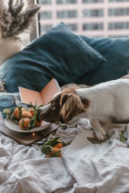 Beyaz kahverengi köpek mandalinalarla yatakta oturuyor. Kış tatili Brittany cinsi. Sıcak kış titreşimleri. Noel zamanı şenlikli bir kış. Turuncu mavi renkler. Brittany spanyel köpeği. Yavru köpek. Yeni Yıl