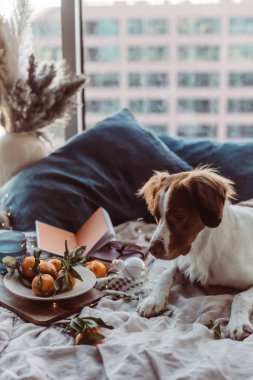 Beyaz kahverengi köpek mandalinalarla yatakta oturuyor. Kış tatili Brittany cinsi. Sıcak kış titreşimleri. Noel zamanı şenlikli bir kış. Turuncu mavi renkler. Brittany spanyel köpeği. Yavru köpek. Yeni Yıl