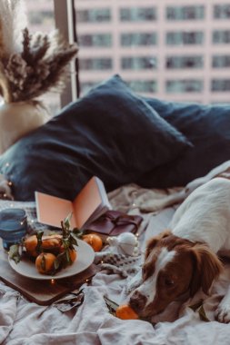 Beyaz kahverengi köpek mandalinalarla yatakta oturuyor. Kış tatili Brittany cinsi. Sıcak kış titreşimleri. Noel zamanı şenlikli bir kış. Turuncu mavi renkler. Brittany spanyel köpeği. Yavru köpek. Yeni Yıl