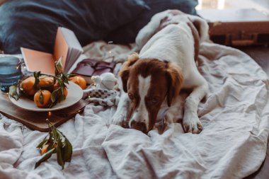 Beyaz kahverengi köpek mandalinalarla yatakta oturuyor. Kış tatili Brittany cinsi. Sıcak kış titreşimleri. Noel zamanı şenlikli bir kış. Turuncu mavi renkler. Brittany spanyel köpeği. Yavru köpek. Yeni Yıl