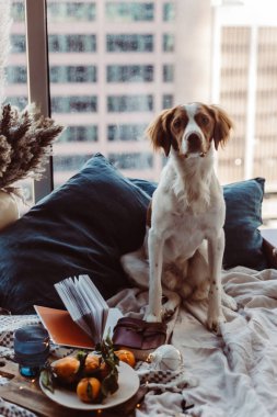 Beyaz kahverengi köpek mandalinalarla yatakta oturuyor. Kış tatili Brittany cinsi. Sıcak kış titreşimleri. Noel zamanı şenlikli bir kış. Turuncu mavi renkler. Brittany spanyel köpeği. Yavru köpek. Yeni Yıl