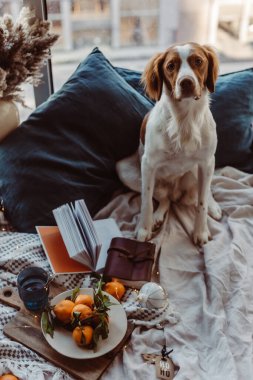 Beyaz kahverengi köpek mandalinalarla yatakta oturuyor. Kış tatili Brittany cinsi. Sıcak kış titreşimleri. Noel zamanı şenlikli bir kış. Turuncu mavi renkler. Brittany spanyel köpeği. Yavru köpek. Yeni Yıl