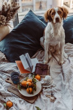 Beyaz kahverengi köpek mandalinalarla yatakta oturuyor. Kış tatili Brittany cinsi. Sıcak kış titreşimleri. Noel zamanı şenlikli bir kış. Turuncu mavi renkler. Brittany spanyel köpeği. Yavru köpek. Yeni Yıl