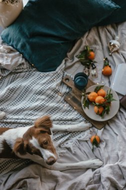 Beyaz kahverengi köpek mandalinalarla yatakta yatıyor. Kış tatili Brittany cinsi. Sıcak kış titreşimleri. Noel zamanı şenlikli bir kış. Turuncu mavi renkler. Brittany spanyel köpeği. Yavru köpek. Yeni Yıl